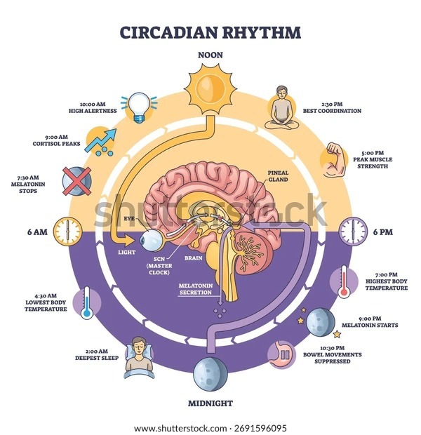 Diagram of the 24-hour circadian rhythm cycle