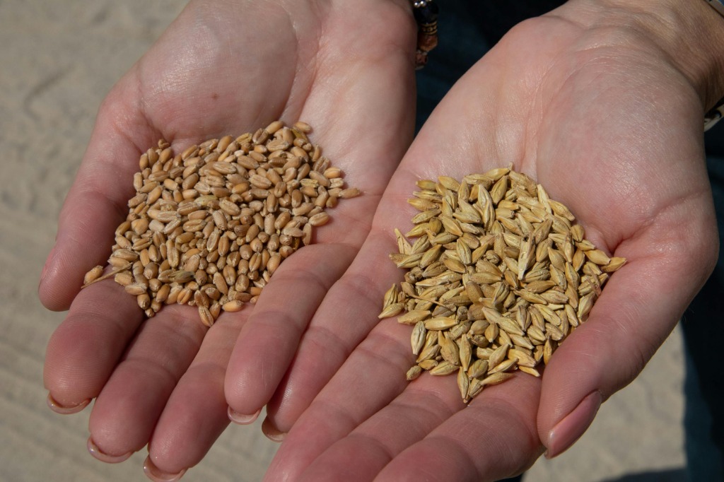 Various whole grains in hands